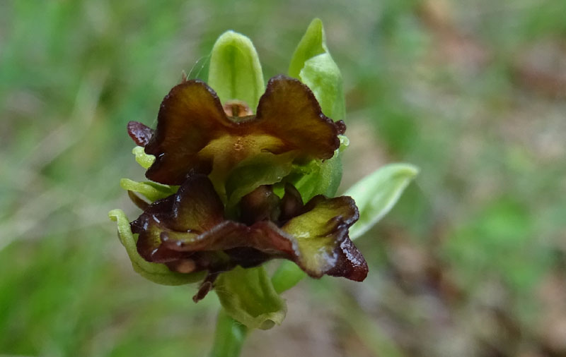 Lusus ? aberrazione ?....lusus di Ophrys insectifera